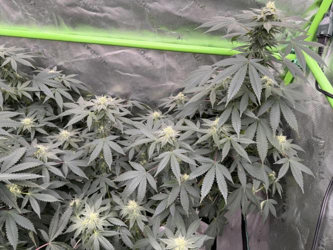 Papayton - Fastbuds Clone. Week 3