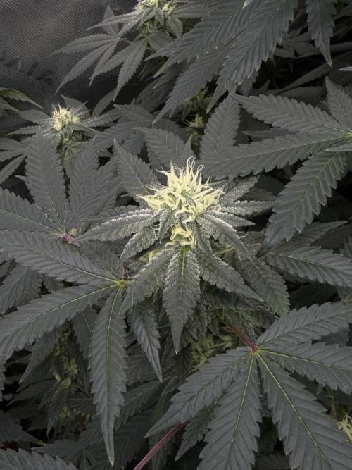 Papayton - Fastbuds Clone. Week 3