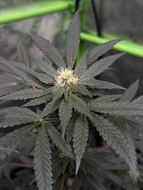 Lemon Cherry Runtz - Fastbuds Clone. Week 3