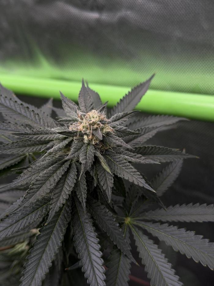 Biscotti Gelato - Fastbuds Cllne. Week 4