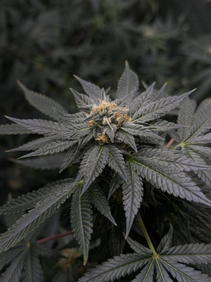 Papayton - Fastbuds Clone. Week 4