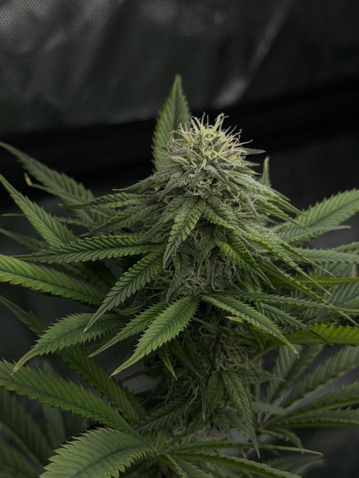 Lemon Cherry Runtz - Fastbuds Clone. Week 4