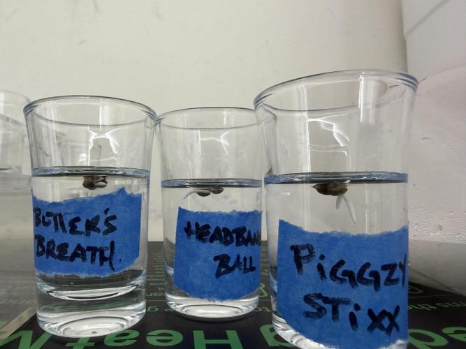 Butter’s Breath - Mephisto. Week 0