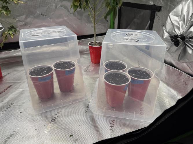 Butter’s Breath - Mephisto. Week 0