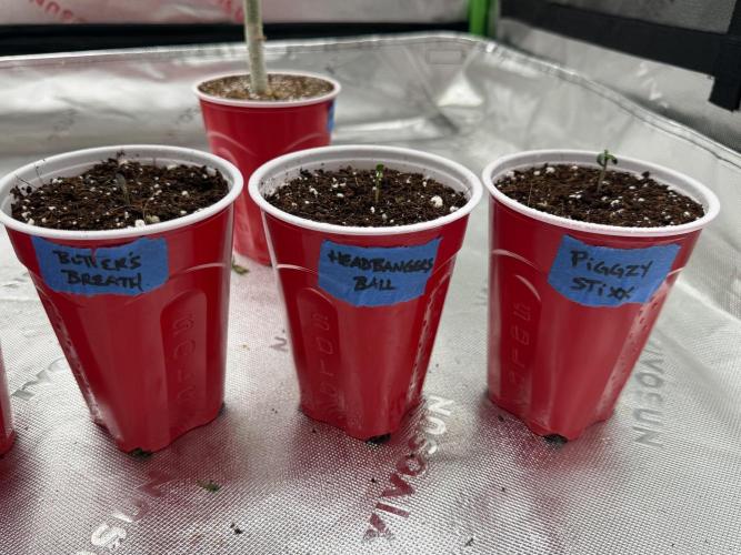 Butter’s Breath - Mephisto. Week 0