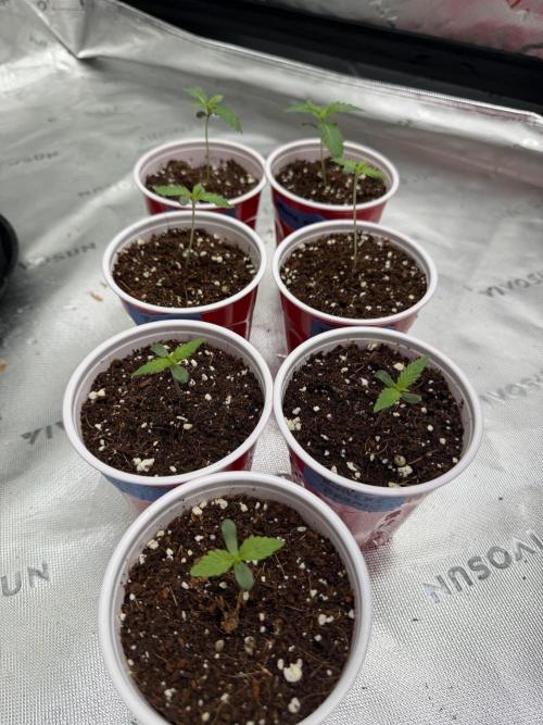 Butter’s Breath - Mephisto. Week 0