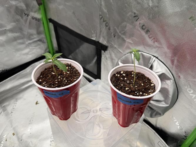 Orange O’z - Mephisto Genetics. Week 0