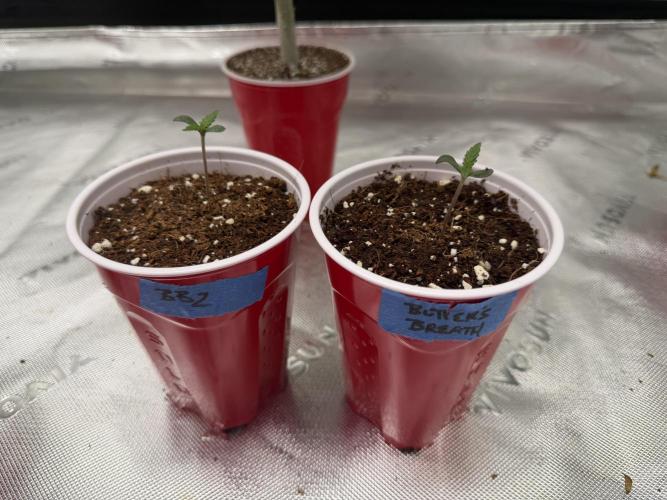 Butter’s Breath - Mephisto. Week 0