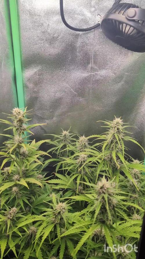 Afghani Kush Auto by Fast Buds (schwarze Afghane incoming)