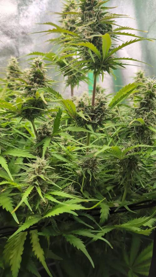 Afghani Kush Auto by Fast Buds (schwarze Afghane incoming)