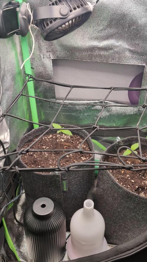 Red Strawberry Auto Sweet Seeds