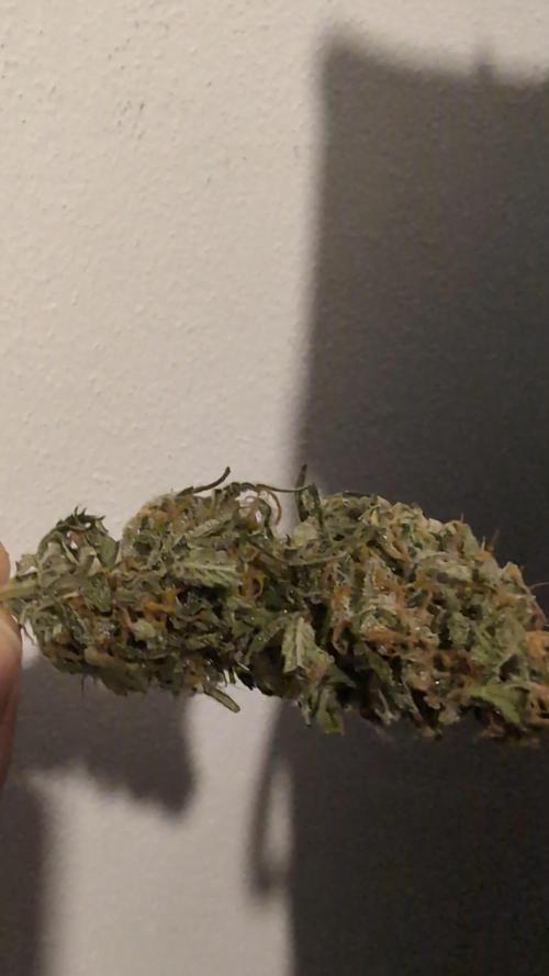 Afghani Kush Auto by Fast Buds (schwarze Afghane incoming)