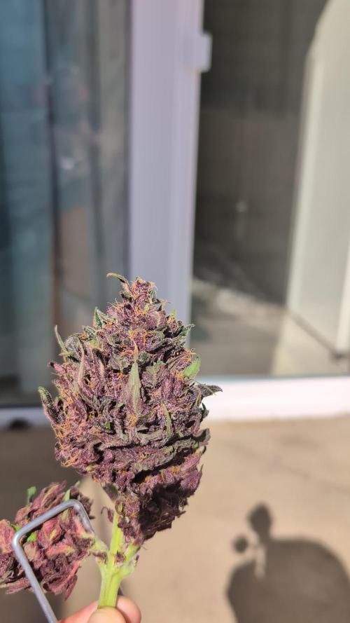 Red Strawberry Auto Sweet Seeds