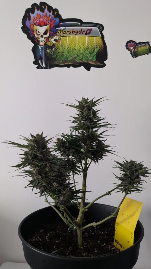 Indoor Purple Punch