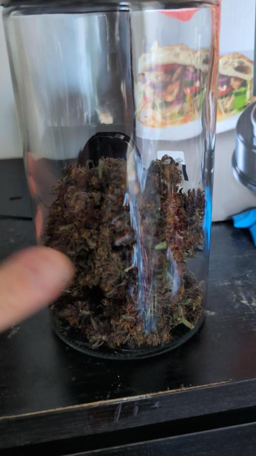 Indoor Purple Punch