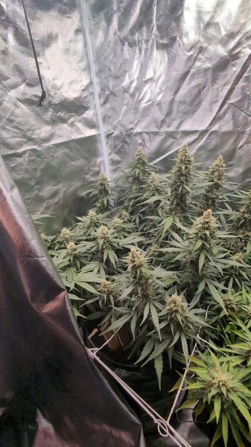 Gelato 33 Auto AS & Fast Buds