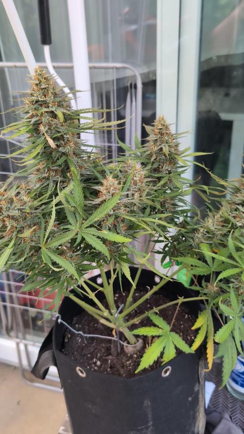 Gelato 33 Auto AS & Fast Buds