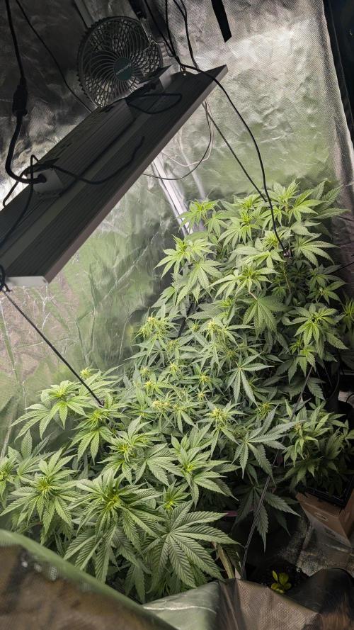 Red Hot Cookies & Purple Punch OG. Week 8