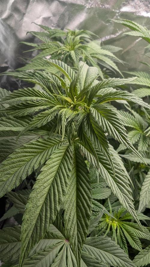 Red Hot Cookies & Purple Punch OG. Week 8