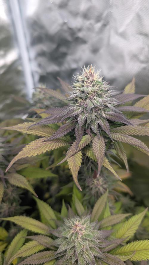 Red Hot Cookies & Purple Punch OG. Week 12