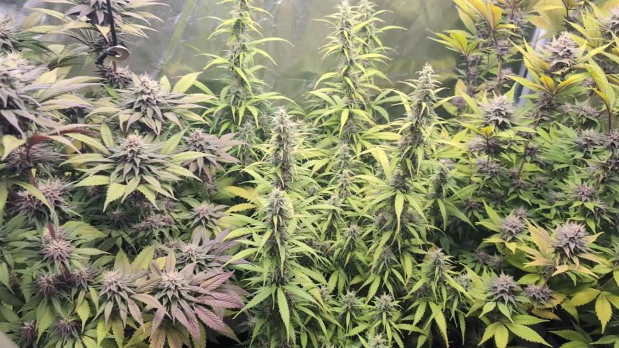 Red Hot Cookies & Purple Punch OG