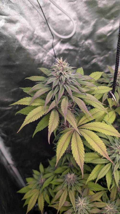 Red Hot Cookies & Purple Punch OG. Week 12