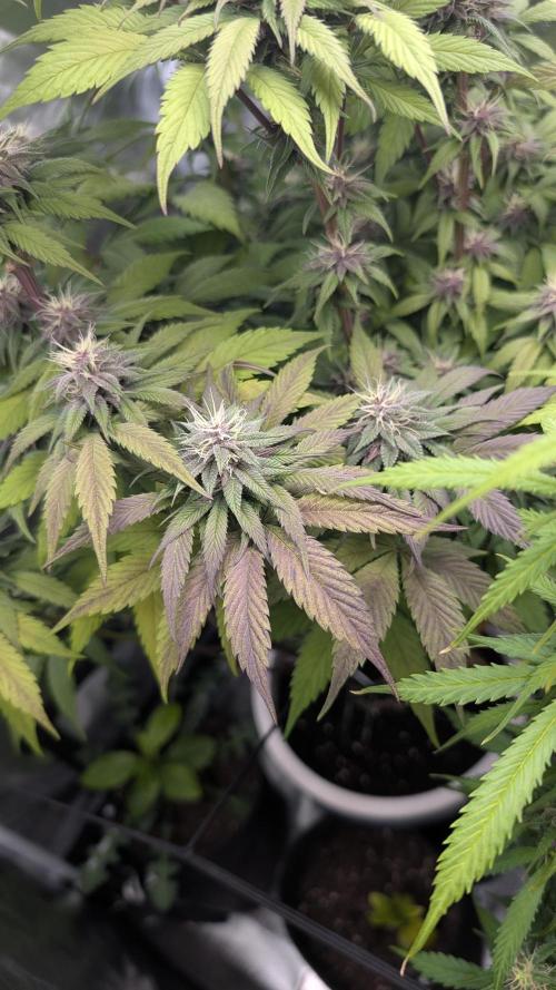 Red Hot Cookies & Purple Punch OG. Week 12