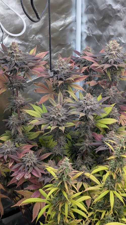 Red Hot Cookies & Purple Punch OG. Week 14