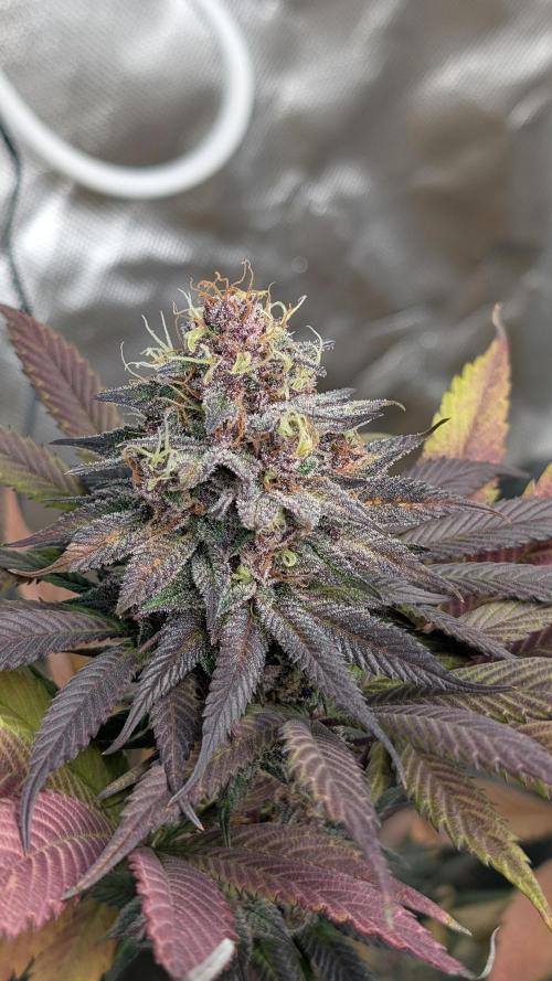 Red Hot Cookies & Purple Punch OG. Week 14