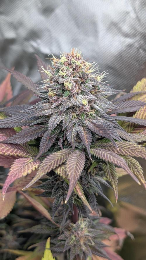 Red Hot Cookies & Purple Punch OG. Week 14