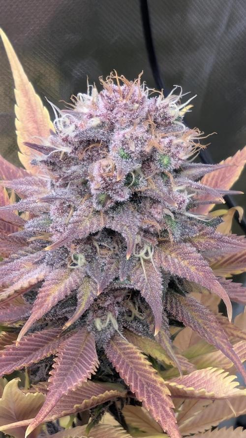 Red Hot Cookies & Purple Punch OG. Week 14