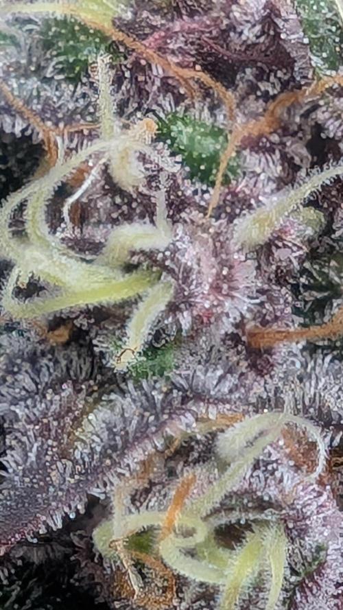 Red Hot Cookies & Purple Punch OG. Week 14