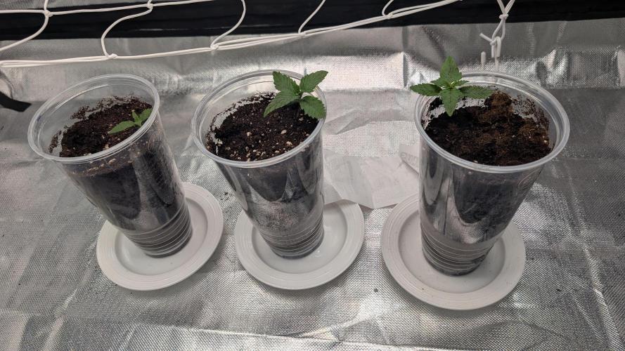 Fast Buds Gary Payton Regular. Week 1 - 4/18 