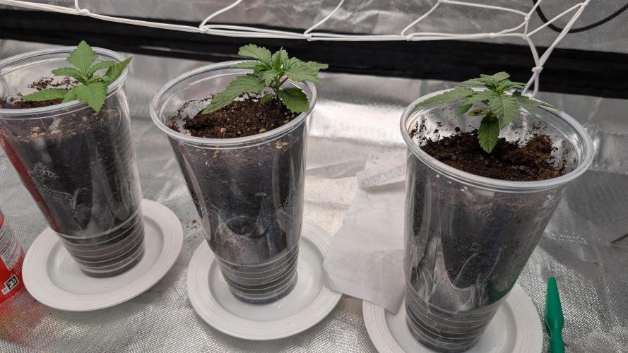 Fast Buds Gary Payton Regular. Week 1 - 4/22