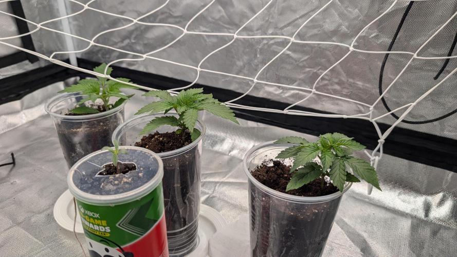 Fast Buds Gary Payton Regular. Week 2 - 4/25