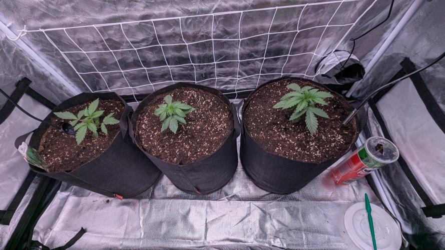 Fast Buds Gary Payton Regular. Week 2 - 4/26