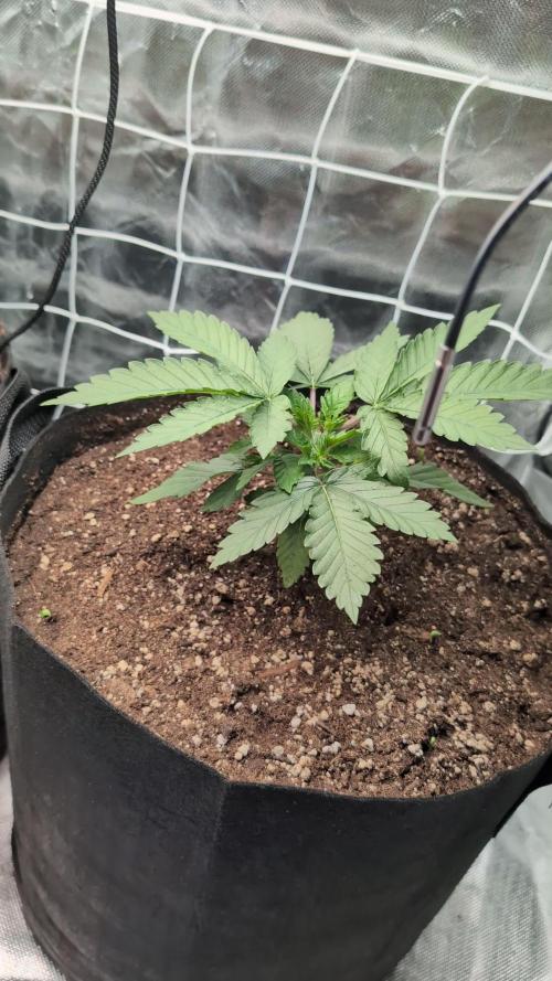 Fast Buds Gary Payton Regular