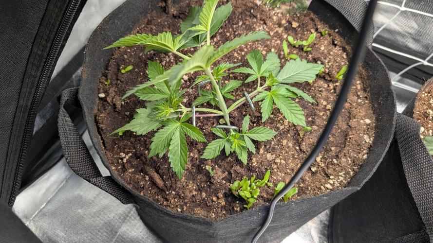 Fast Buds Gary Payton Regular. Week 3 - 5/1 LST