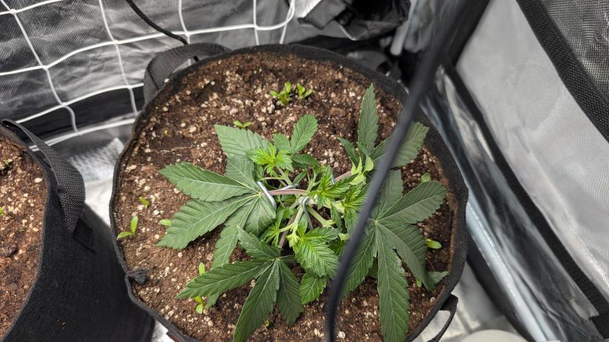 Fast Buds Gary Payton Regular. Week 3