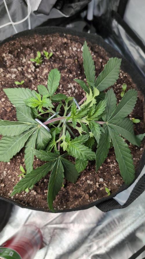 Fast Buds Gary Payton Regular. Week 3