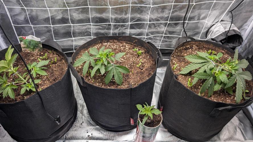 Fast Buds Gary Payton Regular. Week 3