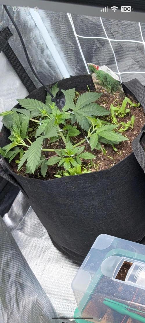 Fast Buds Gary Payton Regular. Week 3 - 5/3 sativa