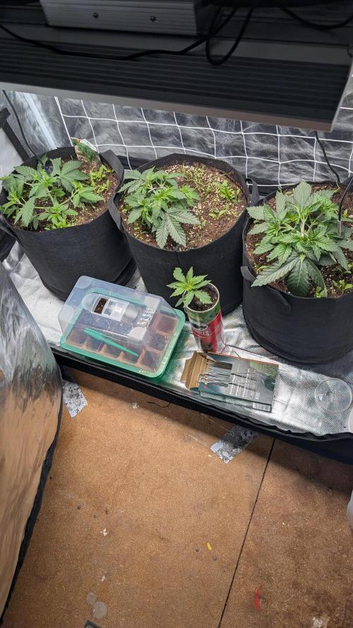 Fast Buds Gary Payton Regular. Week 3 - 5/3 