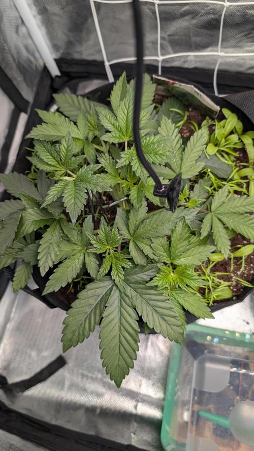 Fast Buds Gary Payton Regular. Week 4 - 5/5 day 29 