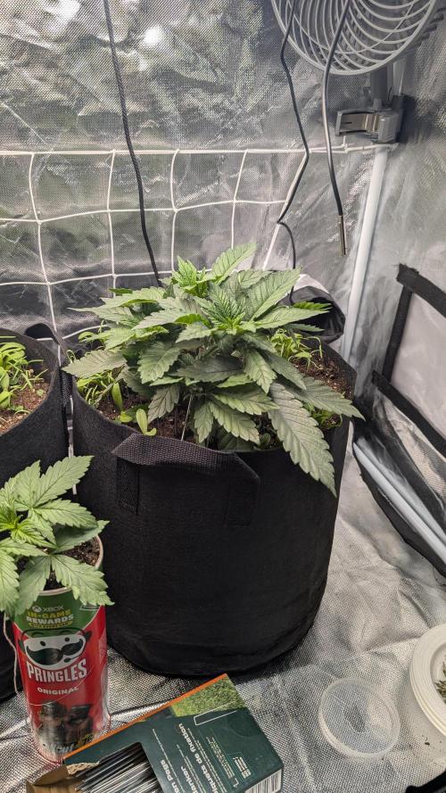 Fast Buds Gary Payton Regular. Week 4