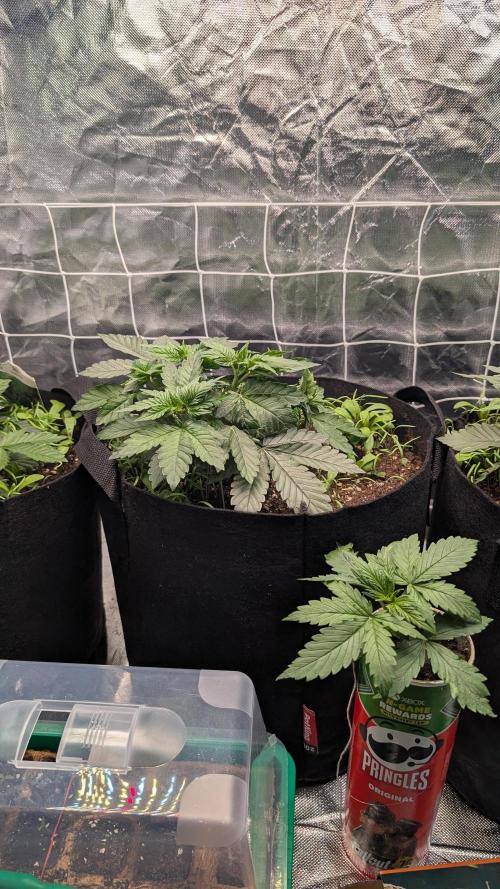 Fast Buds Gary Payton Regular. Week 4