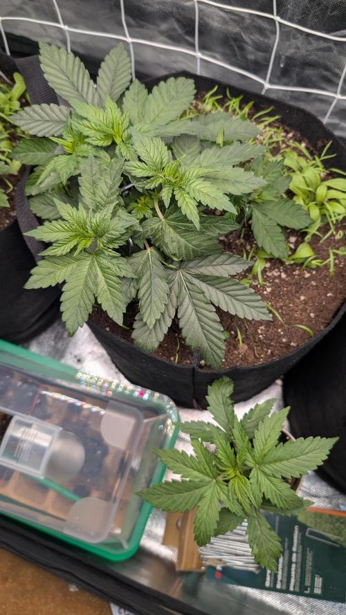 Fast Buds Gary Payton Regular. Week 4