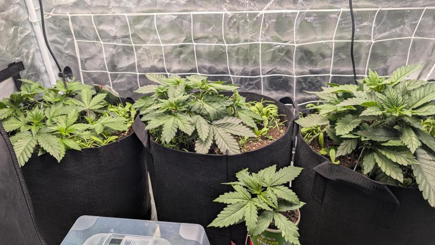 Fast Buds Gary Payton Regular. Week 4