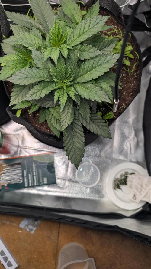 Fast Buds Gary Payton Regular. Week 4