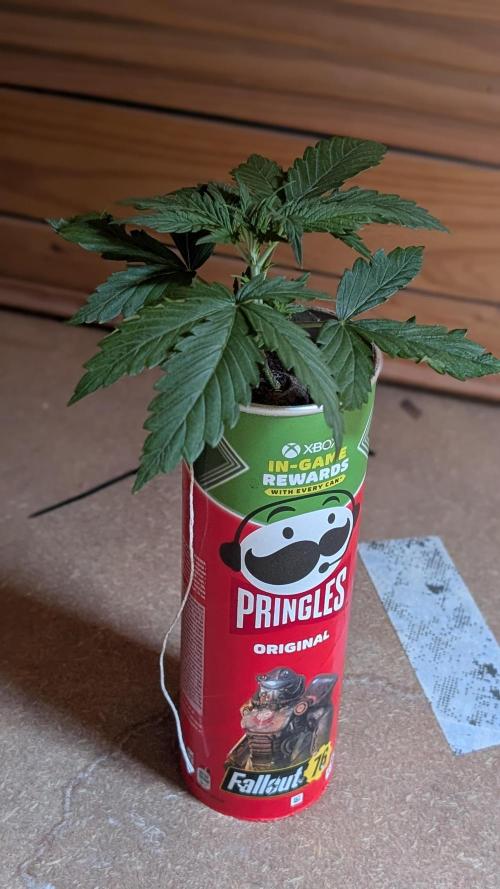 Gelato#33FF meets Pringles. Week 3 - 5/6